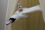 Load image into Gallery viewer, Flying Swan Mobile with Maileg Prince Mouse.
