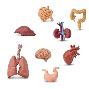 Human Organs,  Safari Ltd.